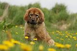 DOGUE DU TIBET 244
